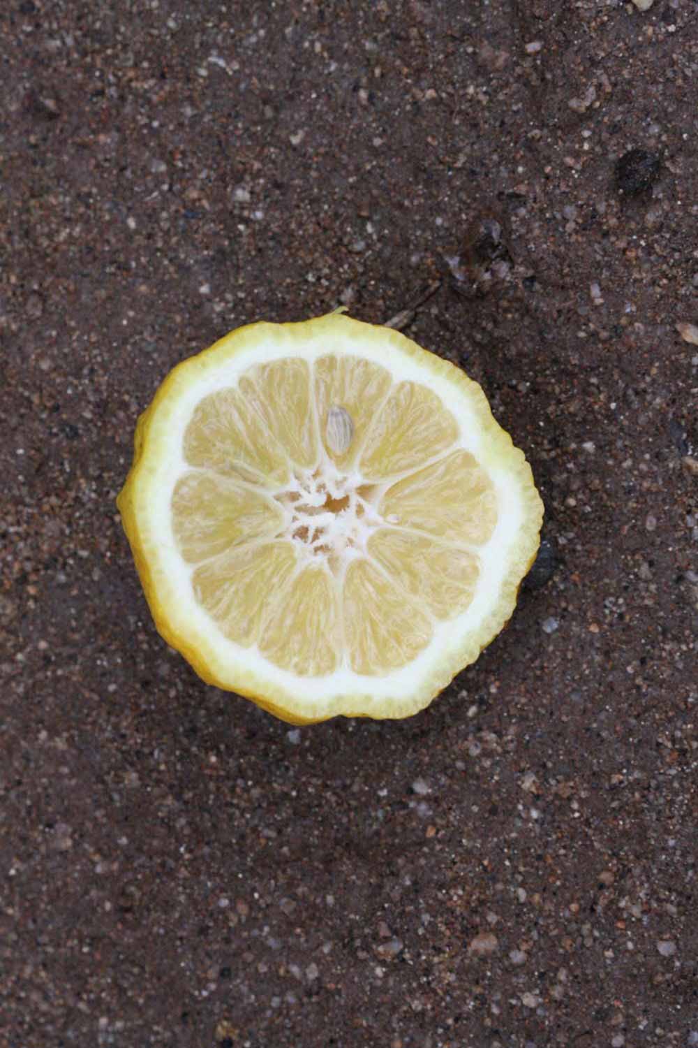            Fruit cross-section (Limoneira, Riverside, CA)   